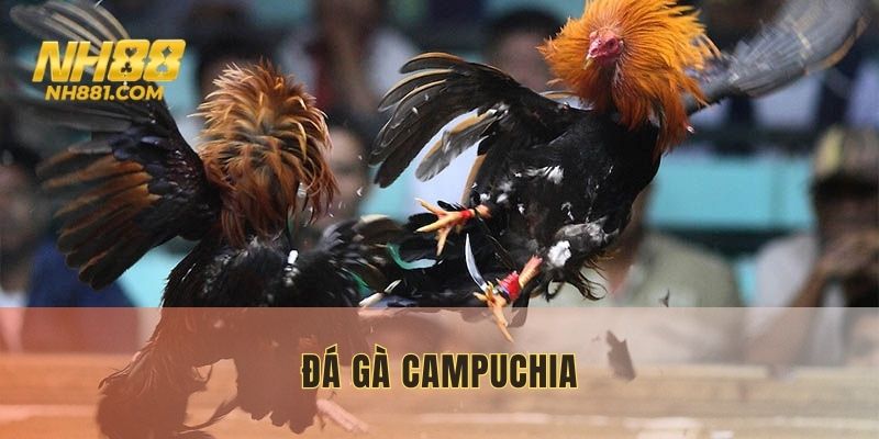 đá gà campuchia