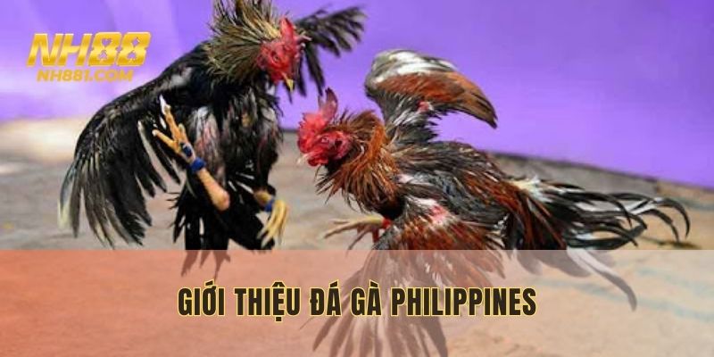 Sơ lược về đá gà Philippines NH88