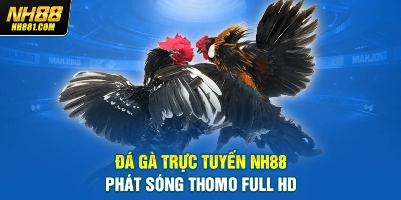 Đá gà trực tuyến NH88 phát sóng Thomo Full HD